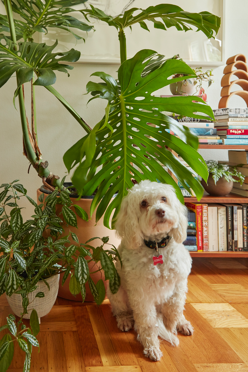 Peek Inside a Super Stylish, Plant-Filled SF Home — Flora Grubb